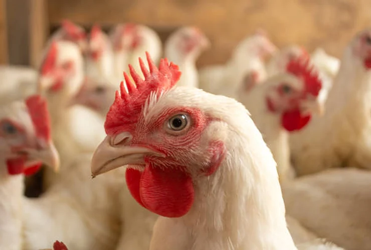 Toepassingen voor dieren