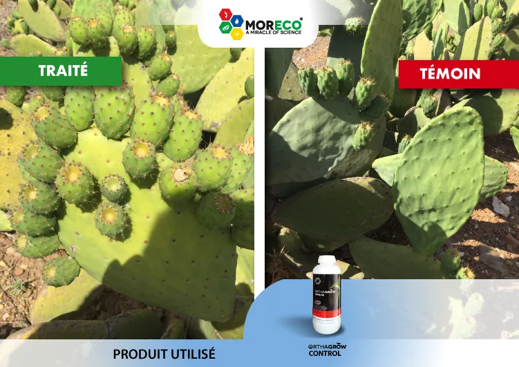 Résultats sur les cactus