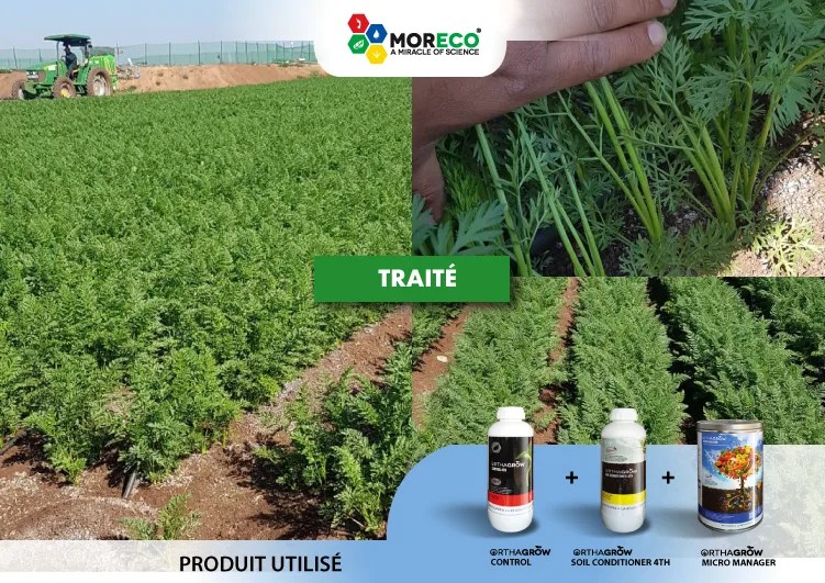 Résultats sur les carottes