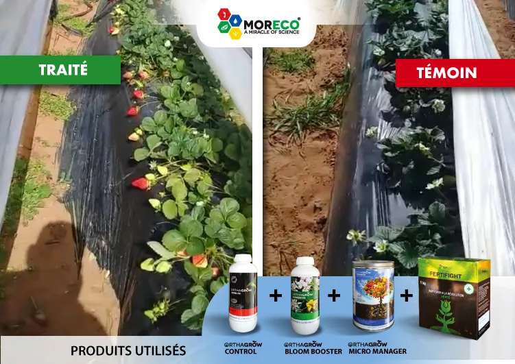 Résultats sur les fraises