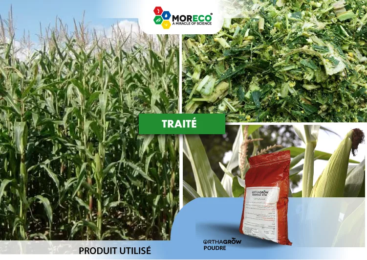 Résultats maïs d’ensilage