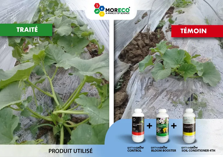 Résultats sur les melons