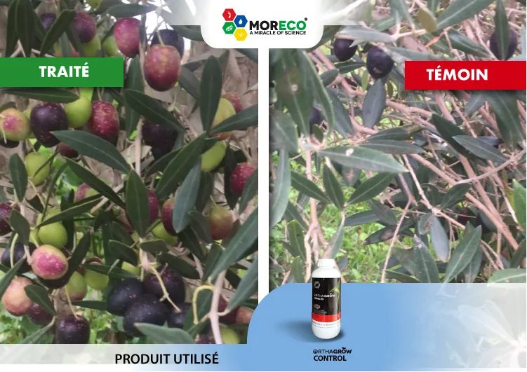 Résultats sur les Olives
