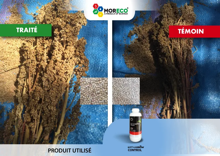 Résultats sur le QUINOA