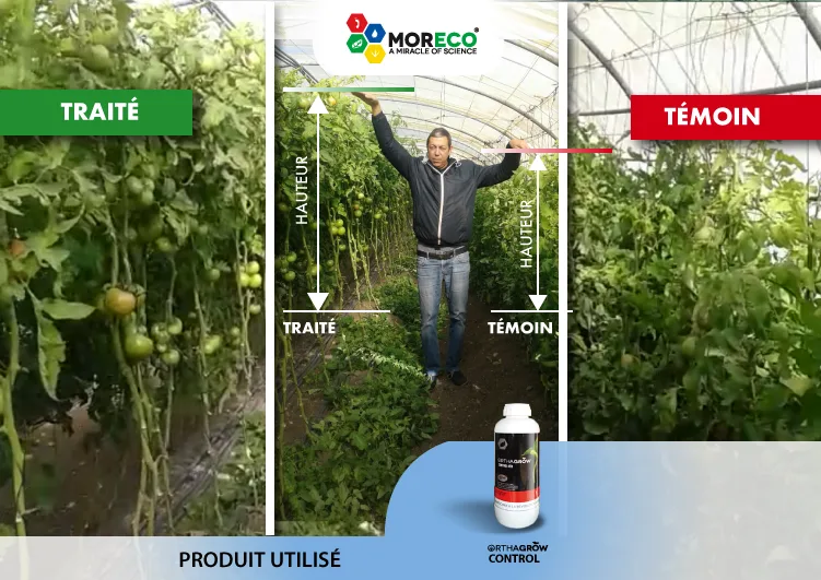 Résultats sur les tomates